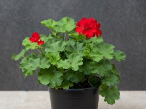 Regal Zonal Geranium Pot plant